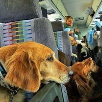 Собаки в автобусе