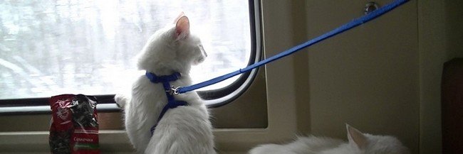 Кот смотрящий в окно поезда