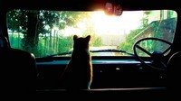Как подготовить кота к поездке на машине