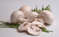 Промышленные теплицы для шампиньонов – особенности конструкций, покупка